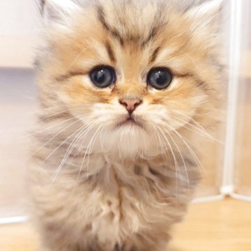 ペルシャ(チンチラ)【愛知県・男の子・2025年5月10日・チンチラゴールデン】の写真「コグマのようなとっても可愛い男の子♡」
