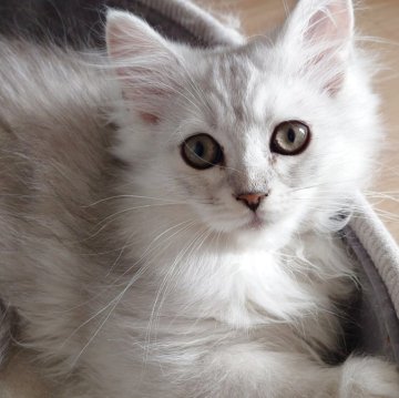 ミヌエット(長足)【愛知県・男の子・2025年9月2日・チンチラシルバー（ロング）】の写真「生体代金のみでお迎えできます♡」