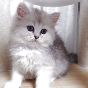 ミヌエット(長足)【愛知県・男の子・2025年9月2日・チンチラシルバー（ロング）】の写真「見学日にそのままお迎えもできます♡」