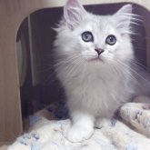 ミヌエット(長足)