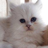 ペルシャ(チンチラ)