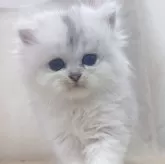 ペルシャ(チンチラ)