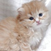 スコティッシュフォールド(折れ耳)