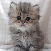 ペルシャ(チンチラ)