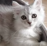 ミヌエット(長足)