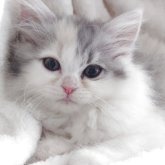 ミヌエット(長足)