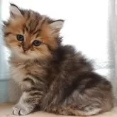 ペルシャ(チンチラ)