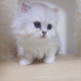 ペルシャ(チンチラ)