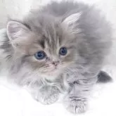 スコティッシュフォールド(立ち耳)