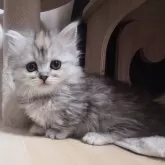 ミヌエット(短足)【愛知県・女の子・2024年12月10日・シルバーパッチドタビー】の写真4