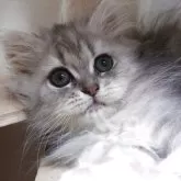 マンチカン(長足)【愛知県・女の子・2025年7月24日・ブルーパッチドタビー】の写真4