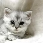 ミヌエット(短足)【愛知県・男の子・2025年10月28日・ブルータビー】の写真5