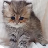 ペルシャ(チンチラ)【愛知県・男の子・2025年10月11日・チンチラゴールデン】の写真6