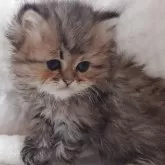 ペルシャ(チンチラ)【愛知県・男の子・2025年10月11日・チンチラゴールデン】の写真8