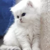 ペルシャ(チンチラ)【愛知県・女の子・2025年5月10日・チンチラシルバー】の写真8