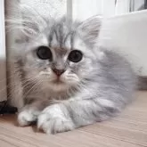 マンチカン(長足)【愛知県・女の子・2025年7月24日・ブルーパッチドタビー】の写真8