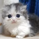 マンチカン(短足)【愛知県・女の子・2025年7月24日・ブルーパッチドタビーホワイト】の写真8