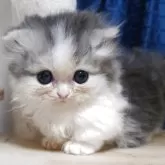 マンチカン(短足)【愛知県・女の子・2025年7月24日・ブルーパッチドタビーホワイト】の写真9