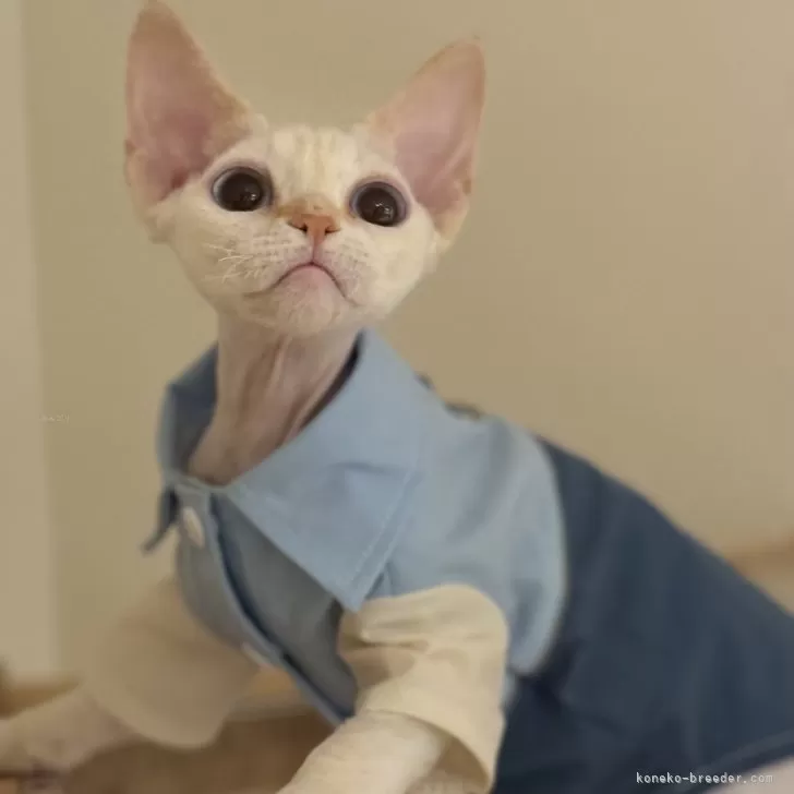 ID：2409-00124の子猫