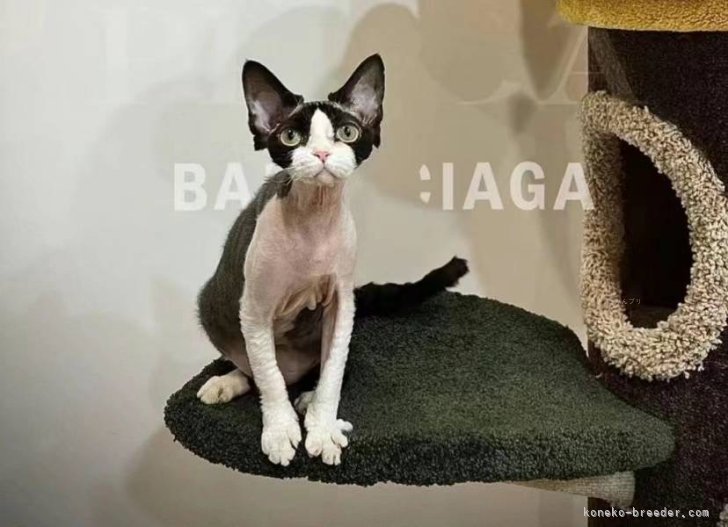 デボンレックス【・女の子・2022年9月1日・ブラック&amp;ホワイト】