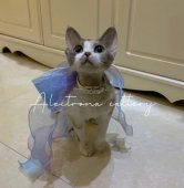 デボンレックス【・女の子・2023年8月1日・三毛柄】