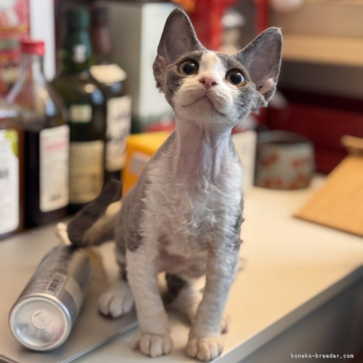 ブリーダー画像