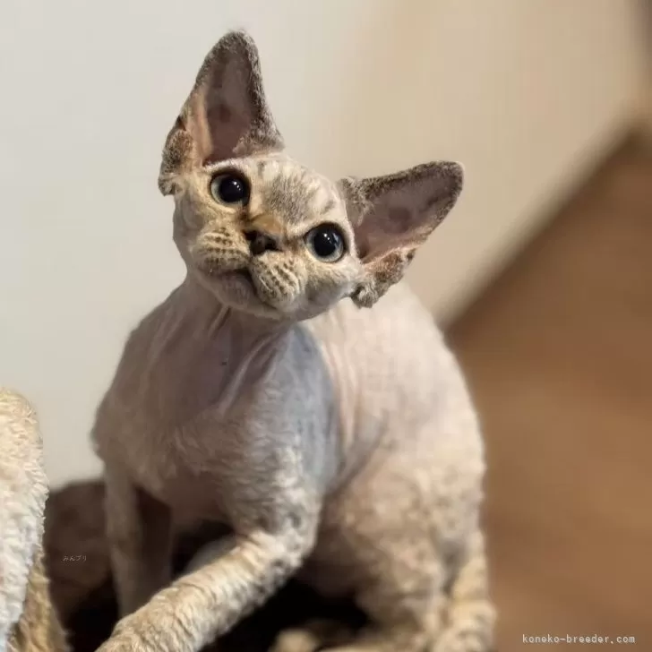 ID：2512-02822の子猫