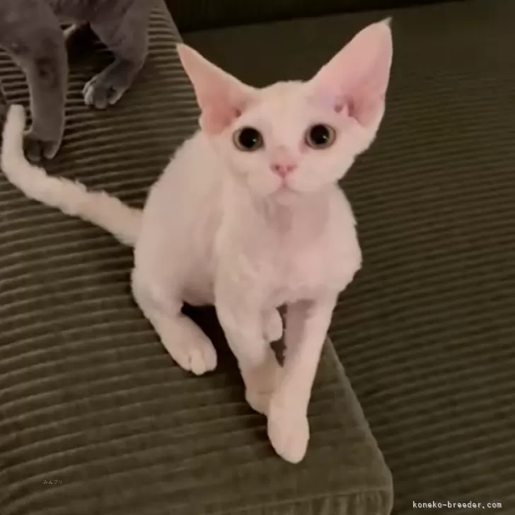 ID：2507-03375の子猫