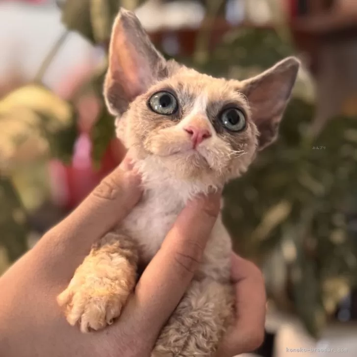 ID：2602-02199の子猫