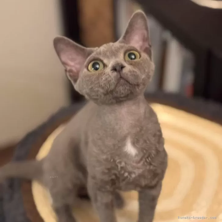 ID：2506-02181の子猫
