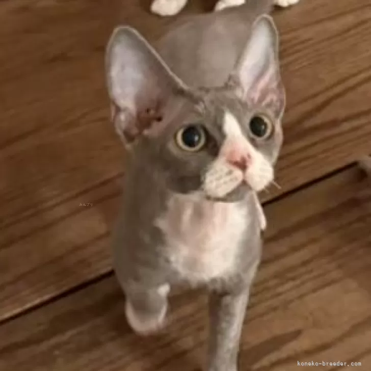 ID：2507-03365の子猫