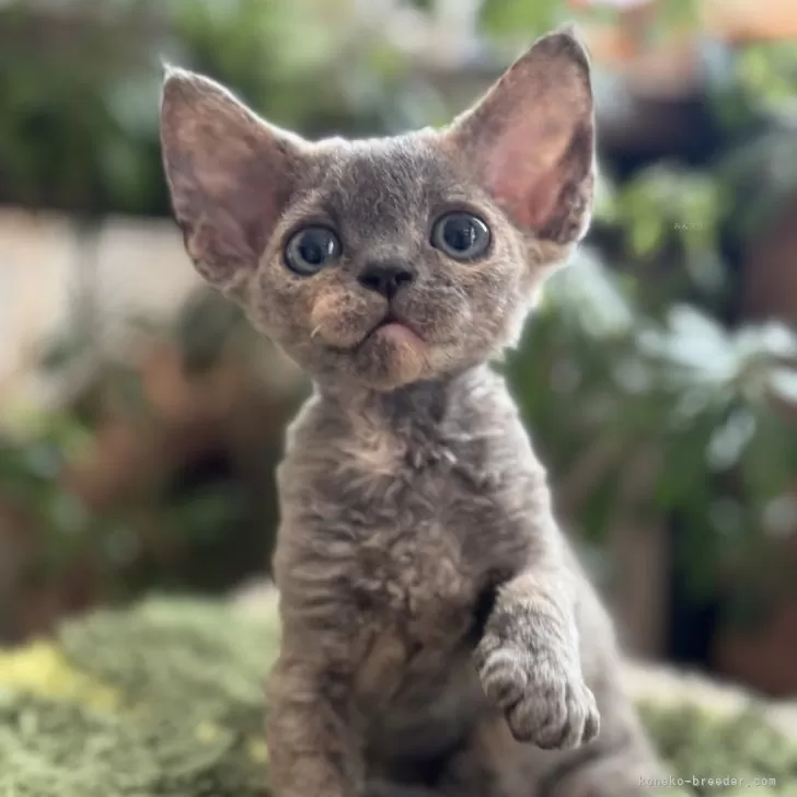 ID：2504-02858の子猫