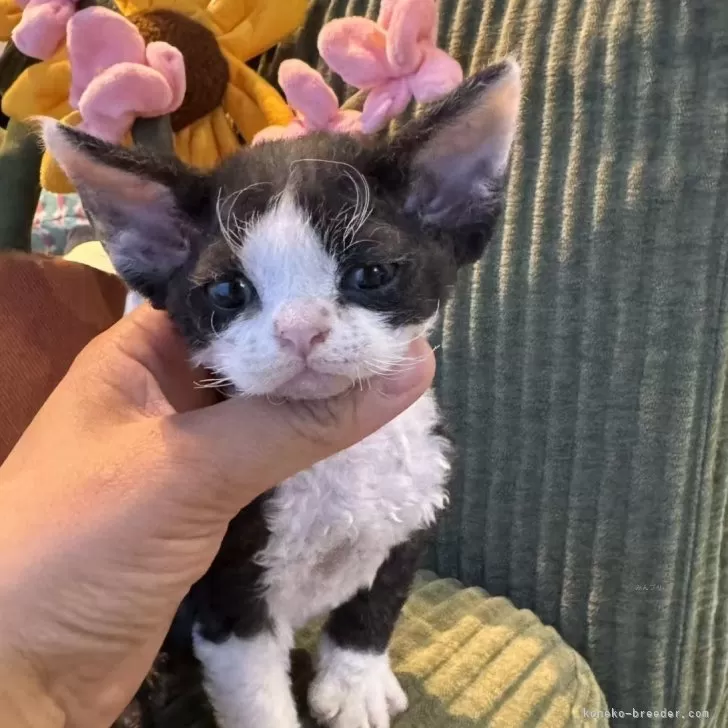 ID：2604-02259の子猫