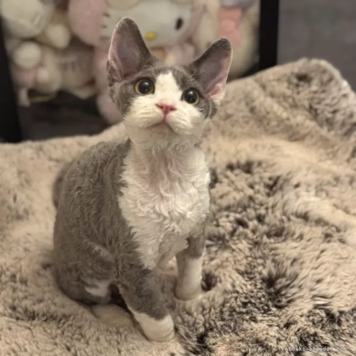 ID：2512-02279の子猫