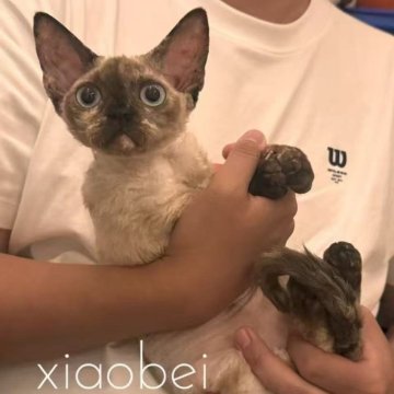 デボンレックス【千葉県・女の子・2025年5月3日・トーティーポイントカラカラー（巻毛）】の写真「人懐っこく甘えん坊、好奇心旺盛で静か、家庭向きです」