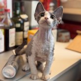 デボンレックス