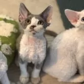 デボンレックス