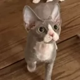 デボンレックス