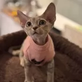 デボンレックス