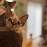 デボンレックス【千葉県・男の子・2025年8月28日・ポイントカラー】の写真5