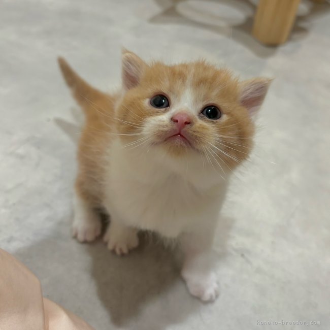 尼崎逸輝ブリーダーのブログ：本日最新写真UP🆙しました🌹