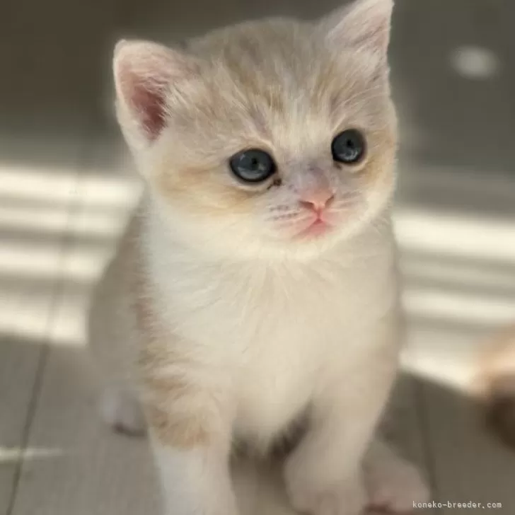 ID：2408-02377の子猫