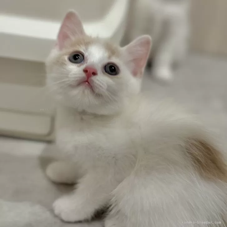 ID:2408-00072の子猫