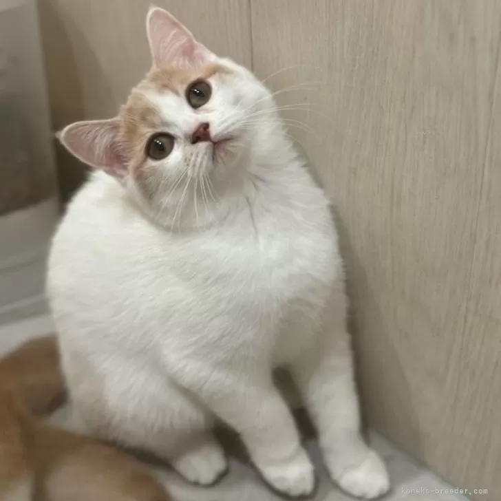 ID：2408-00075の子猫