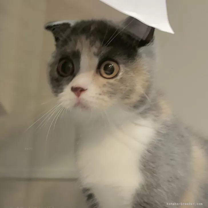 ID：2403-02889の子猫