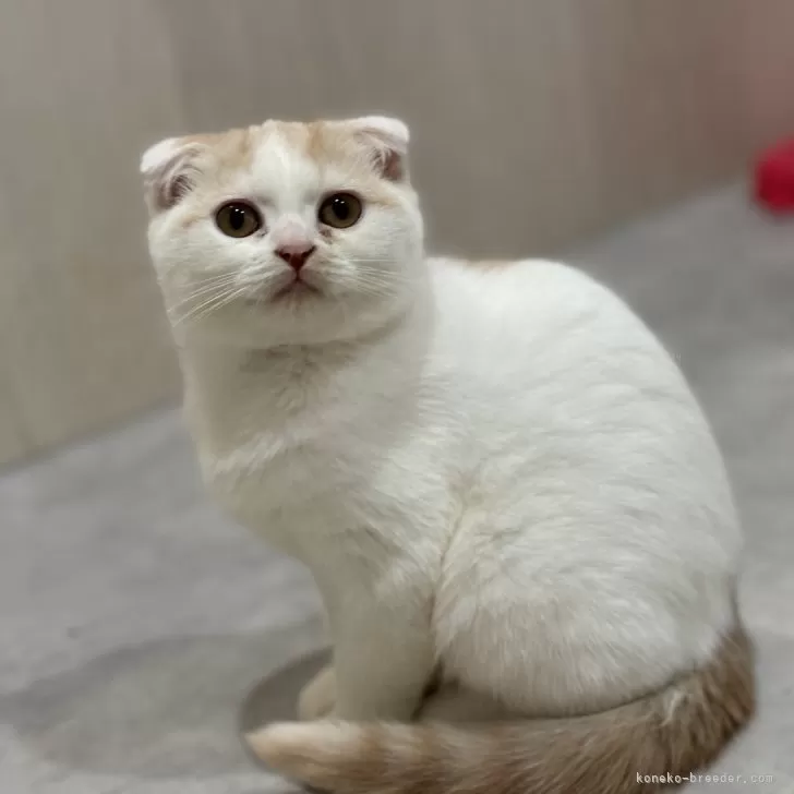 ID：2412-01204の子猫