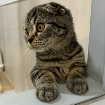 スコティッシュフォールド(折れ耳)【福岡県・女の子・2024年3月16日・ブラウンタビー】の写真「折れ耳の女の子♡今日お迎えできます！」