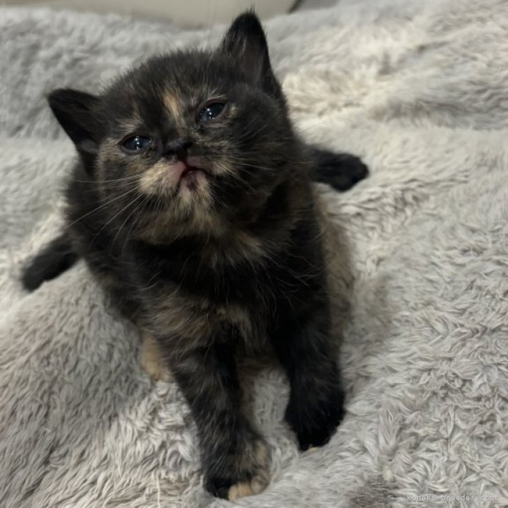 ブリーダー画像