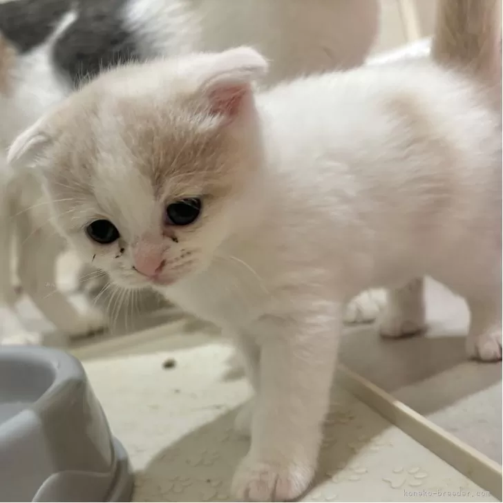 スコティッシュフォールド(折れ耳)【福岡県・男の子・2025年9月4日・クリーム&amp;ホワイト】の写真1