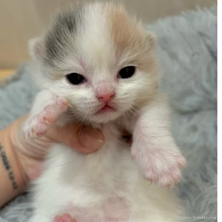 ID：2505-01509の子猫